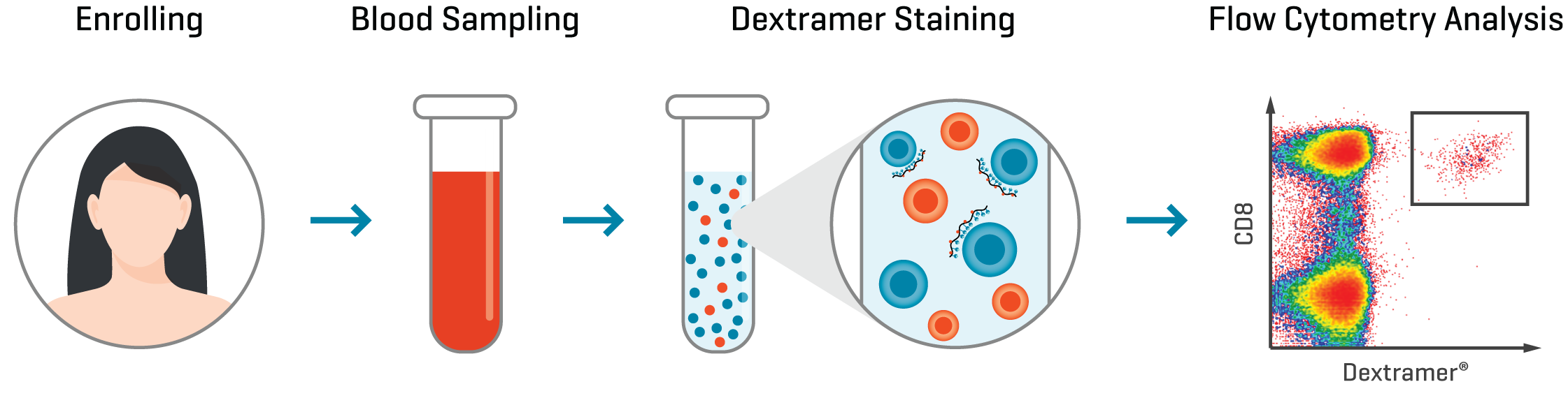 Figure 2. Antigen-specific MHC Dextramer® reagents can be used to monitor the presence, frequency, and phenotype of tumor-specific T cells in patients following vaccination using flow cytometry.