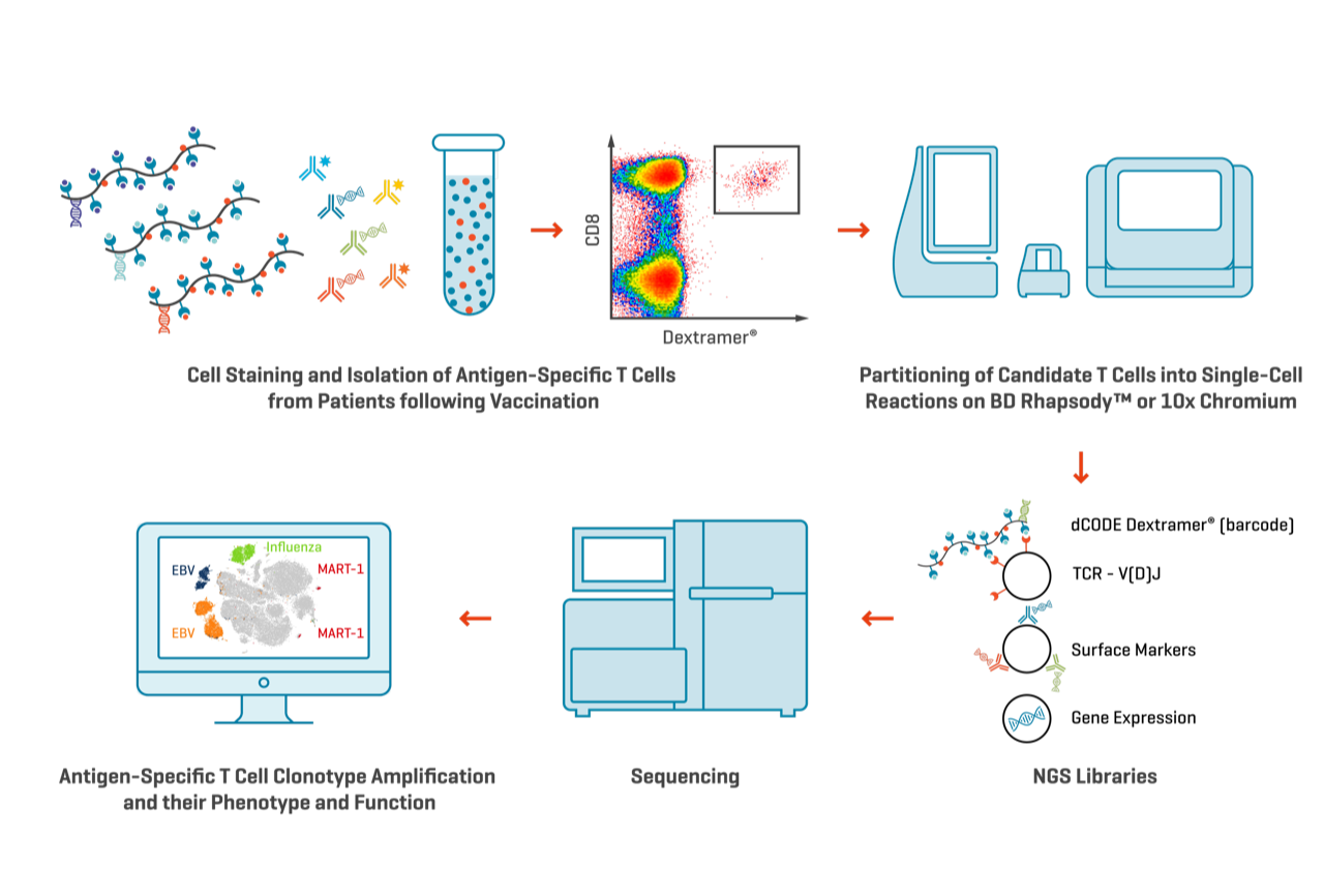 Figure 6. Multiple dCODE Dextramer® reagents, each with different specificities targeting a range of antigen-specific T cells, may be pooled together for multiplexed single-cell multi-omics analysis. The resulting TCR sequencing data will provide information on T cell clonal diversity and distribution. dCODE Dextramer® and dCODE Klickmer® reagents may be used together for the simultaneous analysis of antigen-specific T and B cells in a single sample.
