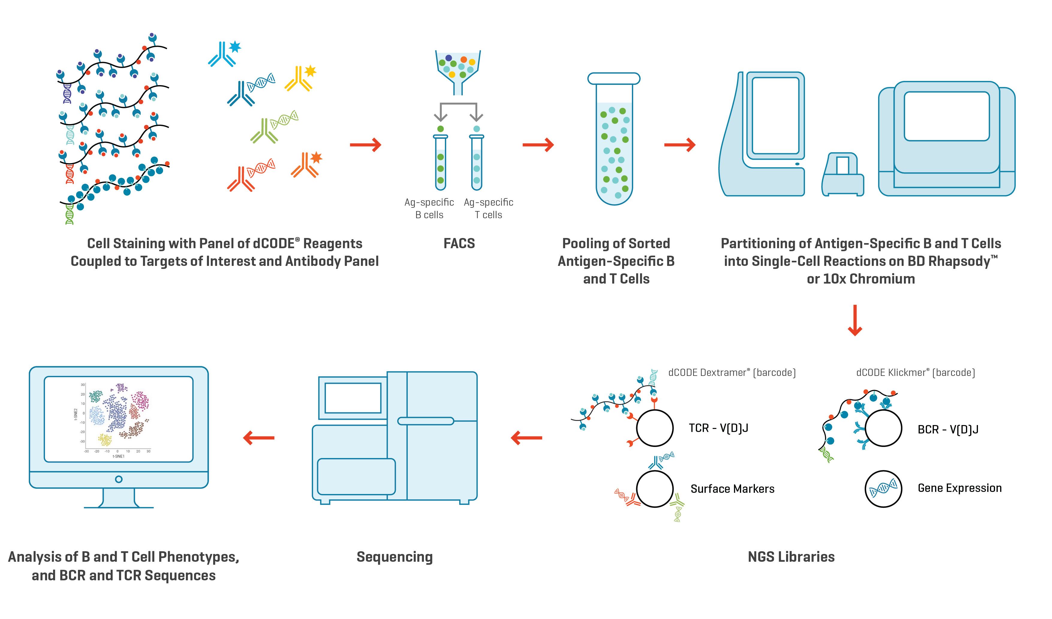 Fig. 2. Workflow to examine clonotypes of antigen-specific B cells and T cells using multiplexed dCODE® reagents on the 10x Chromium Single-Cell Analysis System or the BD Rhapsody™ Single-Cell Analysis System.