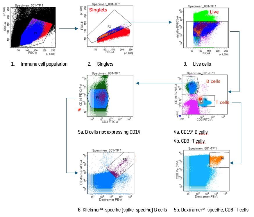 Fig. 3. The gat ing strategy used in this study first sorted live, single cells into B and T cells based on the expression of CD19 and CD3, respectively. In a subsequent gate, spike-specific B cells were captured as CD14–Klickmer®-positive B cells. Captured T cells were CD8+.