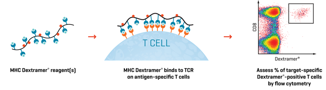 Figure 1. MHC Dextramer® reagents afford highly sensitive detection of TCR-transduced T cells to determine transduction efficiency, infused cell phenotype, and product in vivo persistence to support safety assessments and release testing.