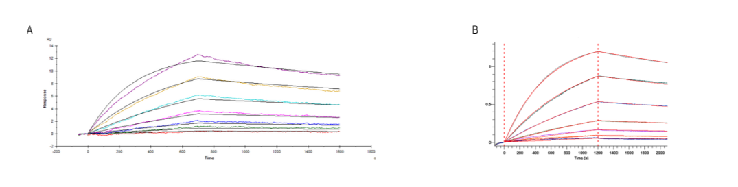 Figure 1. TCR-pMHC interaction assessment using (A) SPR and (B) BLI with a 1:1 fitting model. The fit is closer and more reliable for the BLI-based assay.